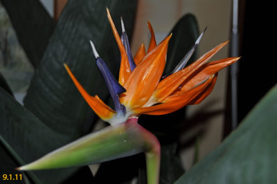 Strelitzia reginae